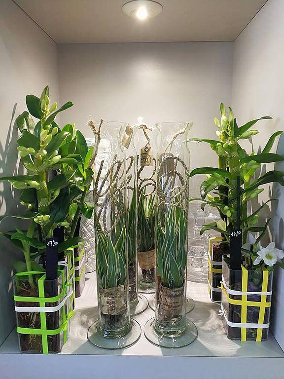 Plantes intérieures, Tedmeryflore, fleuriste Trignac Saint Nazaire