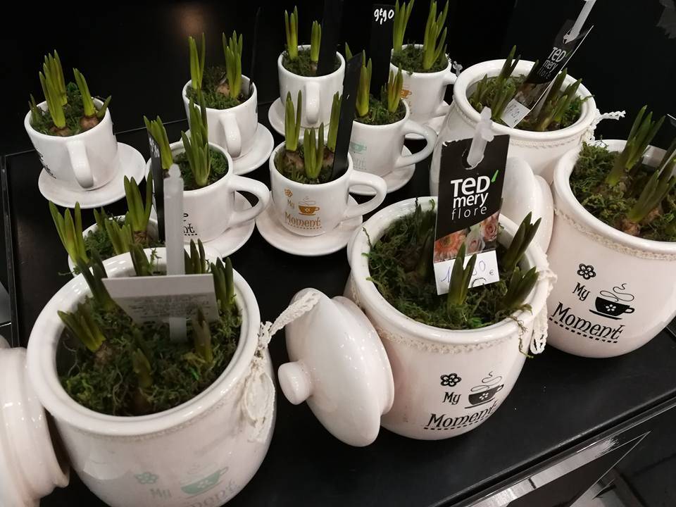 Plantes, Tedmeryflore, fleuriste Trignac Saint Nazaire