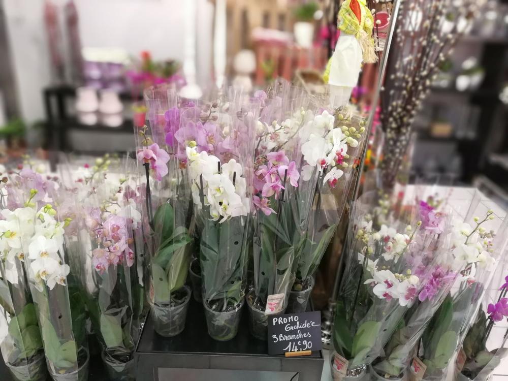 Ted'Mery Flore - Nos orchidées à Trignac