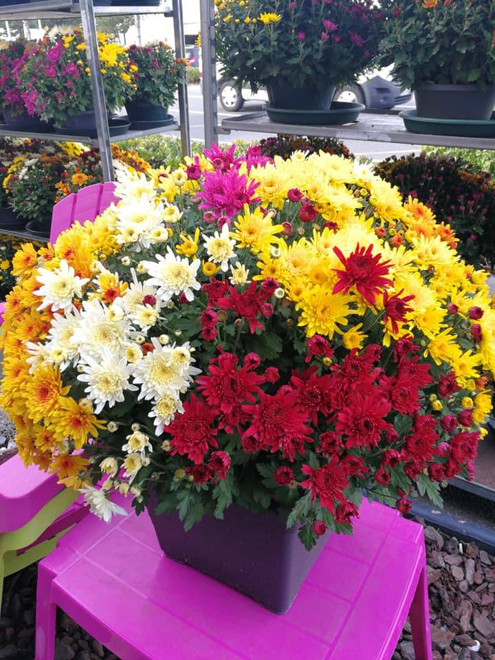 Ted'Mery Flore - Fleurs en pot