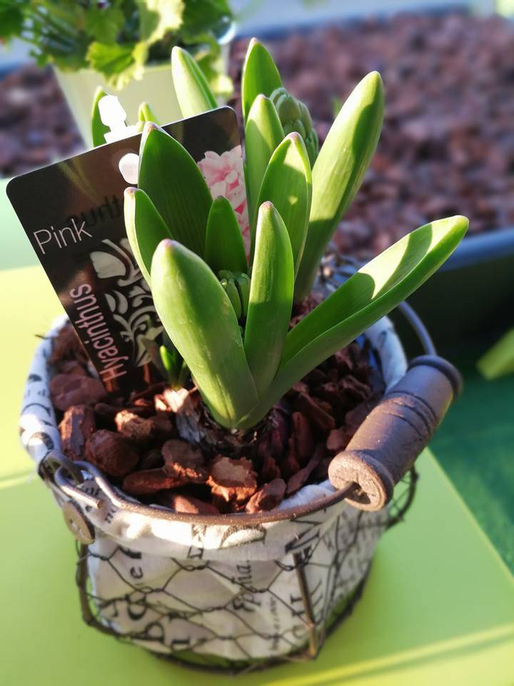 Ted'Mery Flore - Hyacinthes